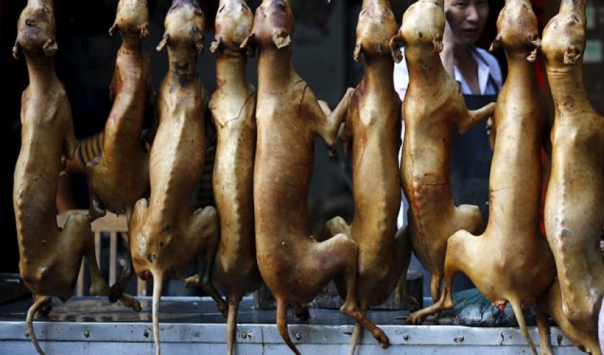 Secret cameras capture preparations for China's barbaric annual meat festival