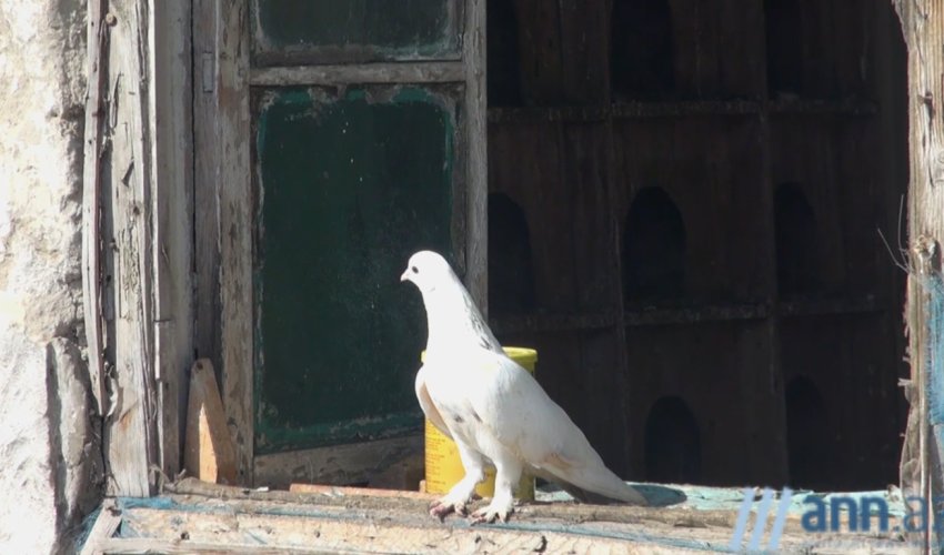 MƏN: Quşbaz Natiq: 