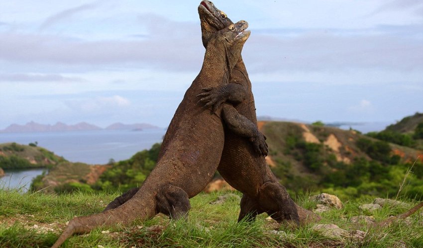 Real life battle between two Komodo dragons