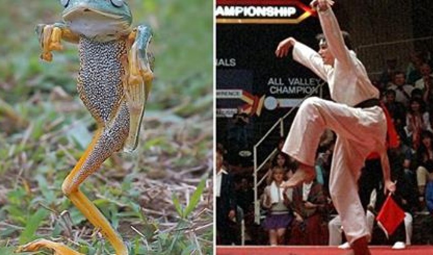 The frog that thinks it's the Karate Kid