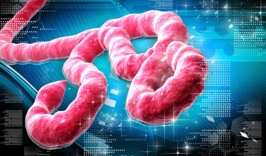 Ebola qurbanlarının sayı 11,2 min nəfərə çatdı Ebola qurbanlarının sayı 11,2 min nəfərə çatdı