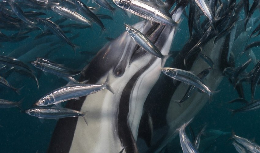 Greatest shoal on earth! Greatest shoal on earth!