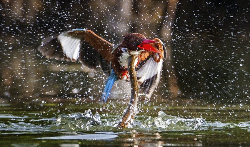 Kingfisher survives being dragged underwater