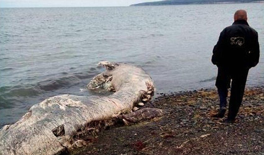 What is this mysterious 'furry dolphin'? What is this mysterious 'furry dolphin'?