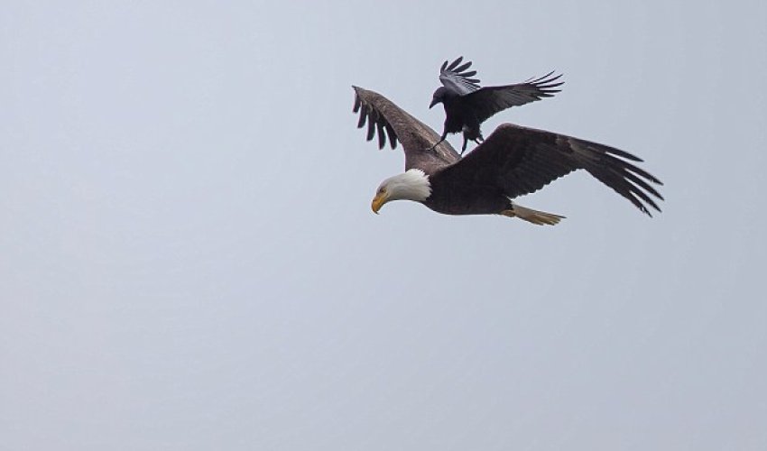 Mid-air crow-lision Mid-air crow-lision