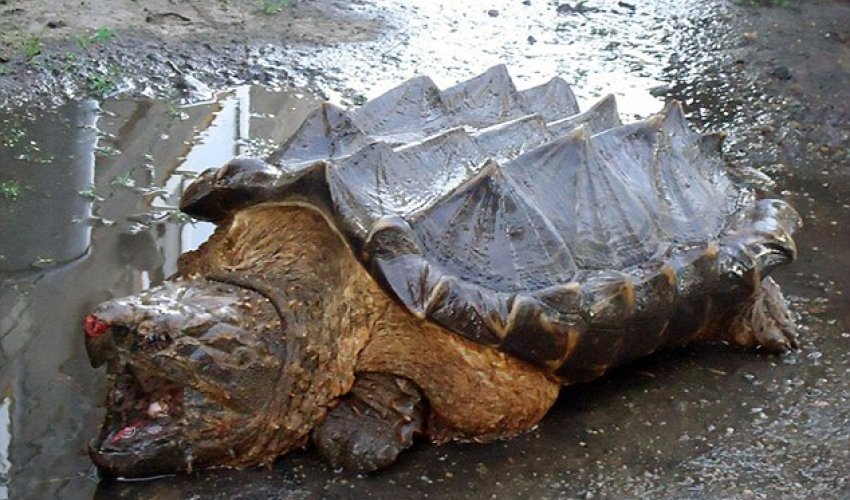 What the shell is that? What the shell is that?