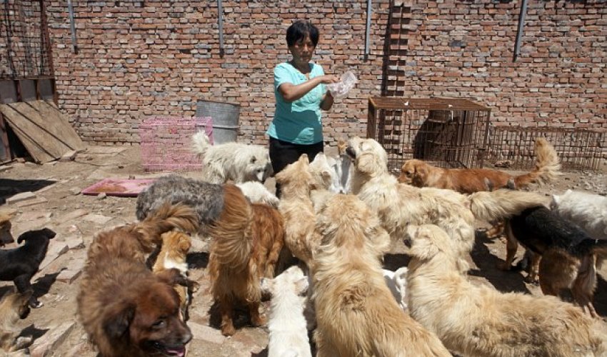 Revealed, the hero of the Chinese dog meat festival Revealed, the hero of the Chinese dog meat festival