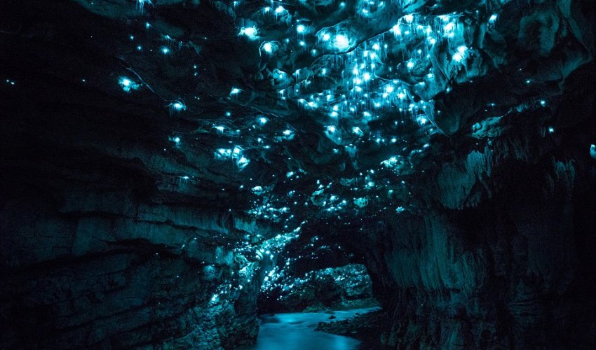 Photographer's mesmerising shots of glow worms