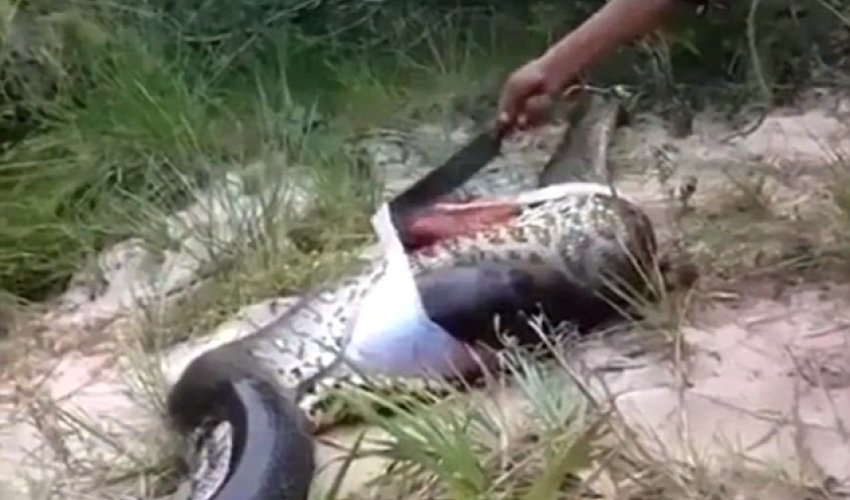 Villagers cut open swollen body of a dead anaconda to discover ... Villagers cut open swollen body of a dead anaconda to discover ...