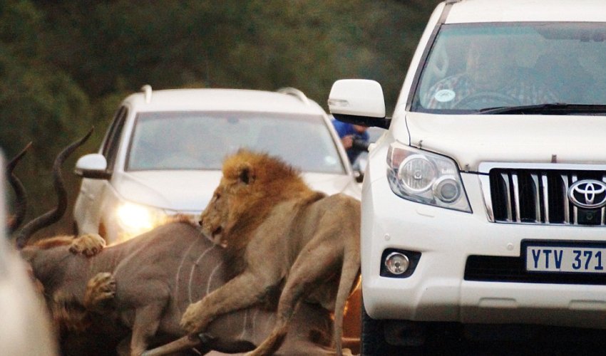 Breathtaking moment beasts catch antelope Breathtaking moment beasts catch antelope