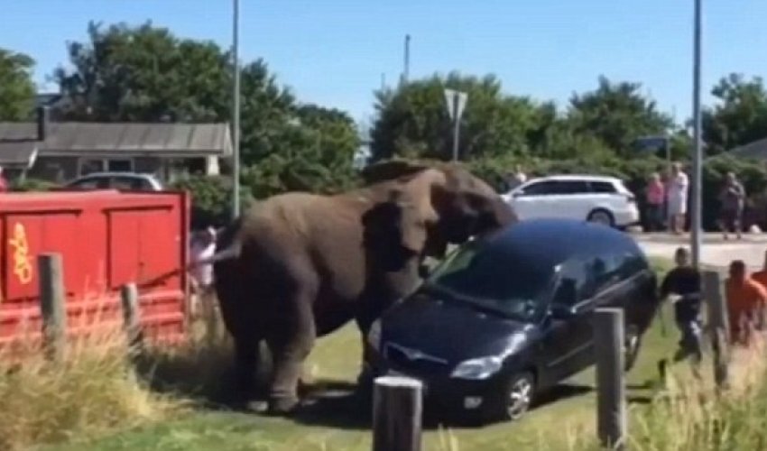 Elephants smash up a car and terrorise tourists