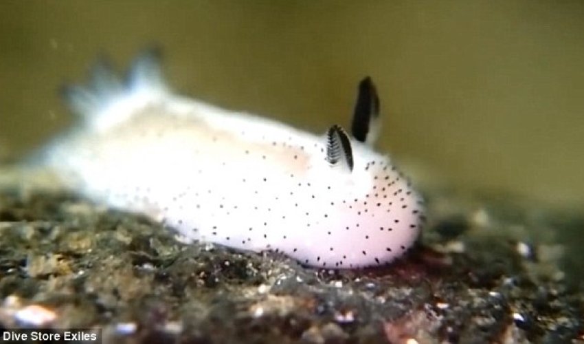 Who knew slugs could be CUTE? Who knew slugs could be CUTE?