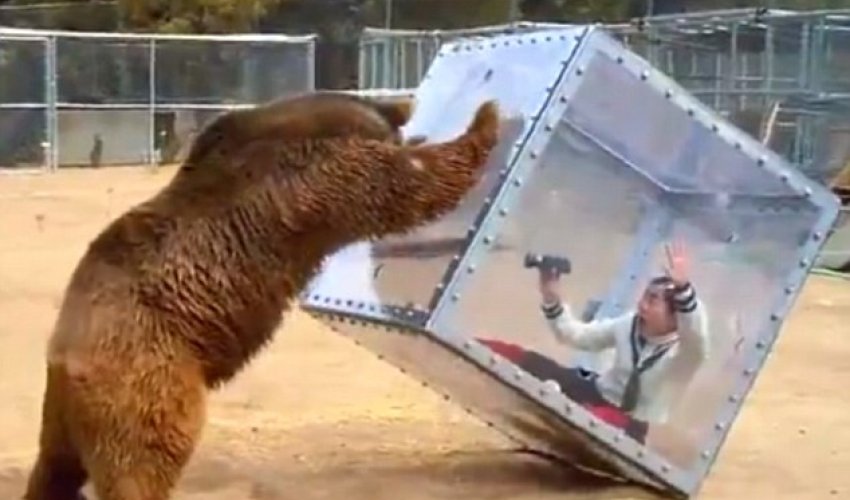 Could you grin and BEAR it?