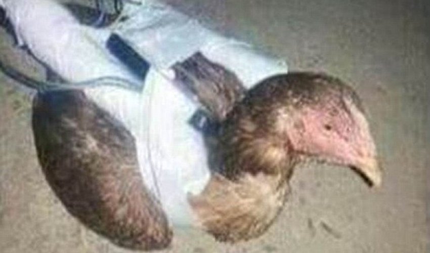 Is ISIS developing suicide CHICKENS?