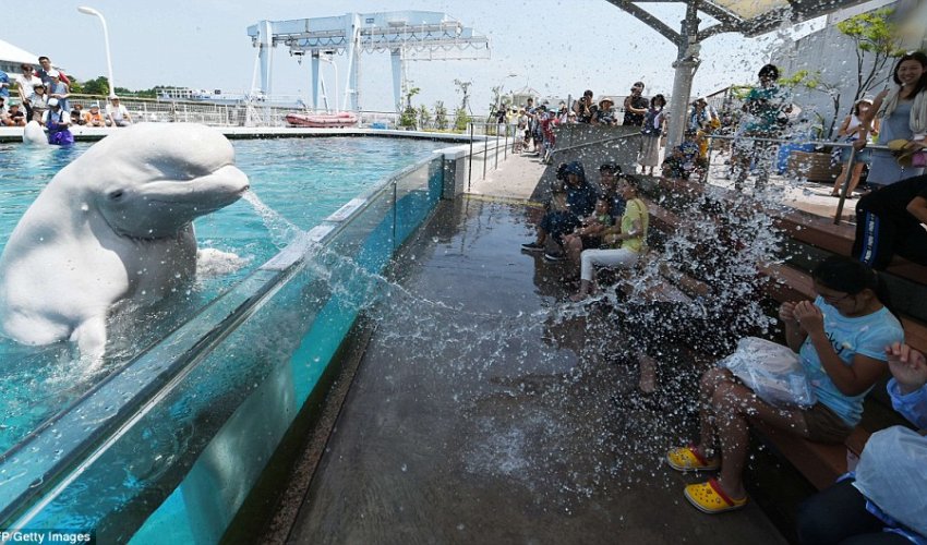 Having a whale of a time in a heatwave