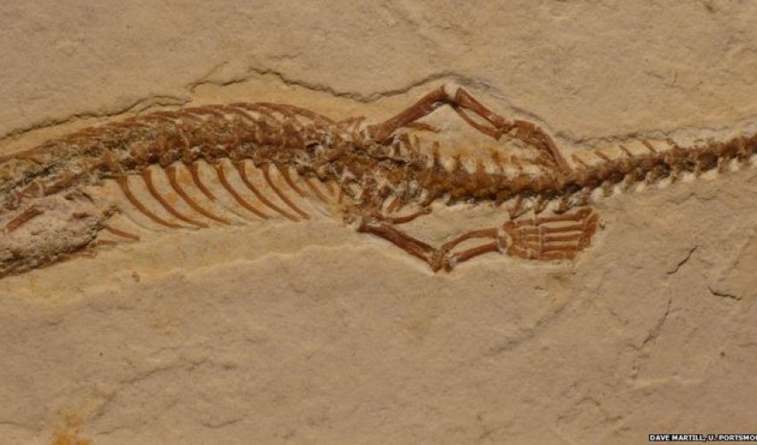 Four-legged snake ancestor 'dug burrows'