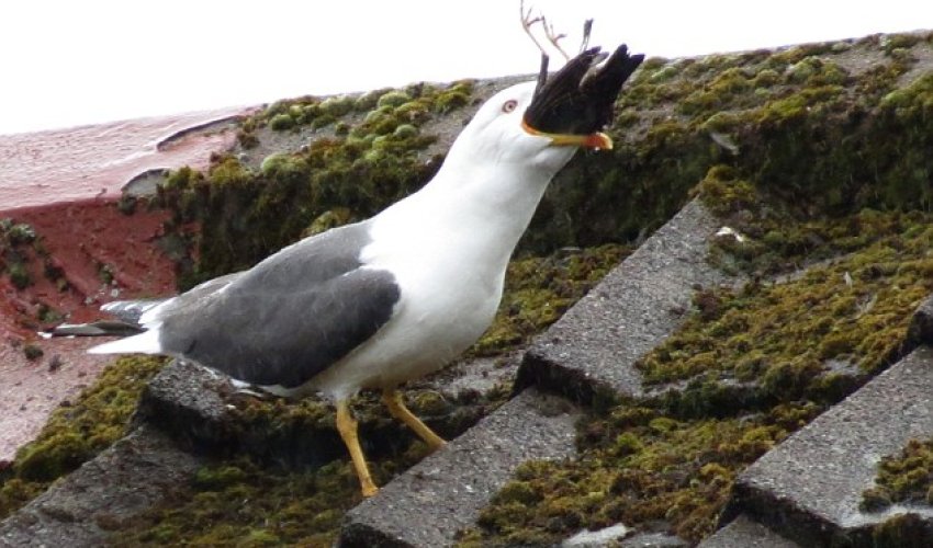 Seagull turns cannibal and smashes a tiny starling