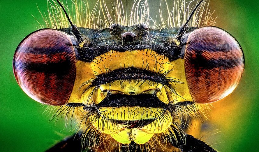 If you're scared of insects, look away from these magnified images