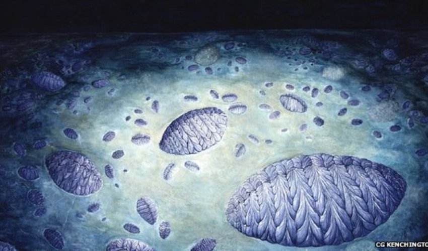 Sex life of ancient Fractofusus organism revealed