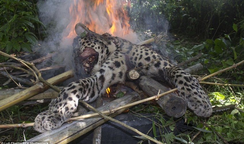 Leopard that injured five villagers in India is beaten to death with sticks and cremated