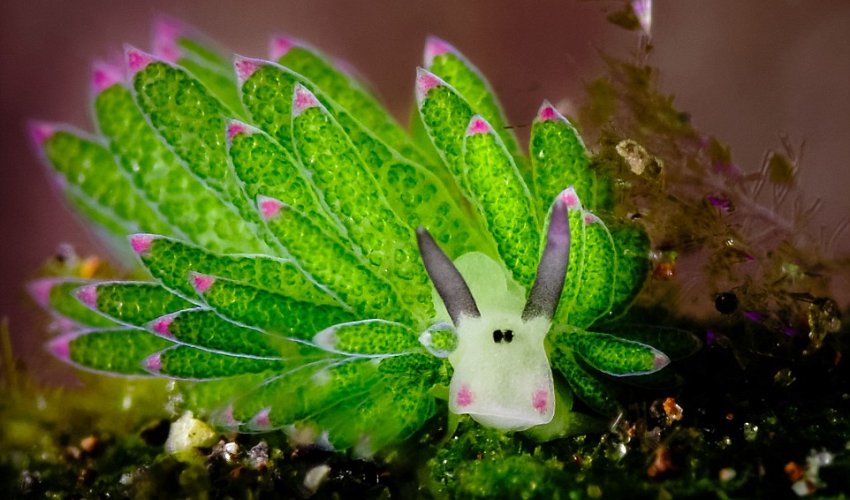 Is this the world's cutest underwater animal?