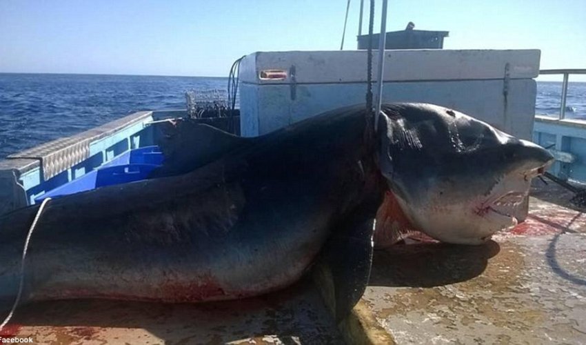 Facebook pictures emerge claiming to show a terrifying SIX METRE shark