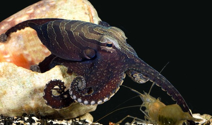 Sneaky octopus tricks its prey by TAPPING