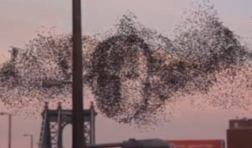 Thousands of birds flying over New York merge to form Vladimir Putin's face