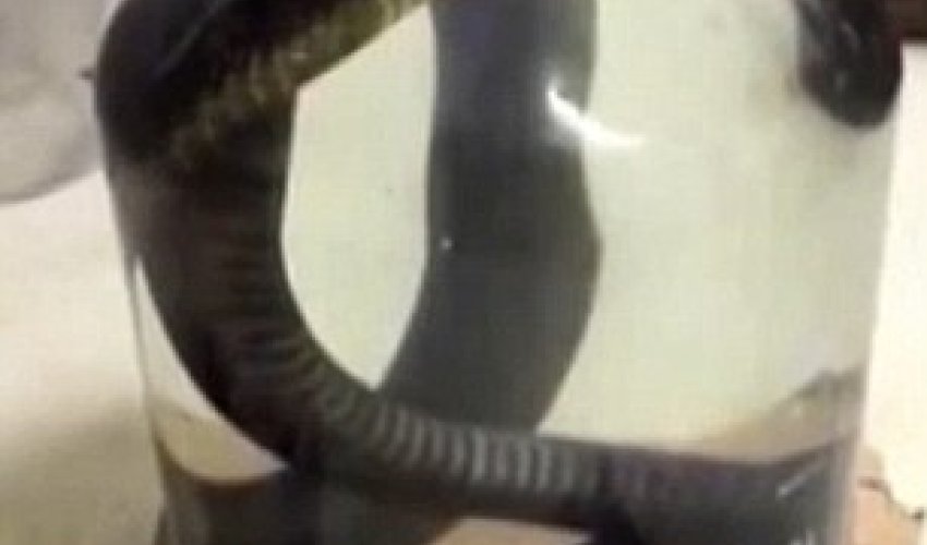 LIVE snake being drowned in alcohol to make traditional tipple