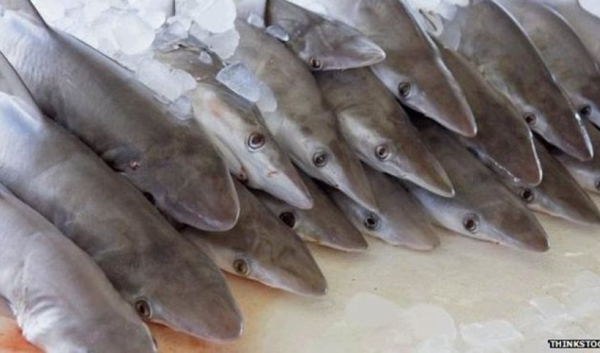 Humans are 'unique super-predator'