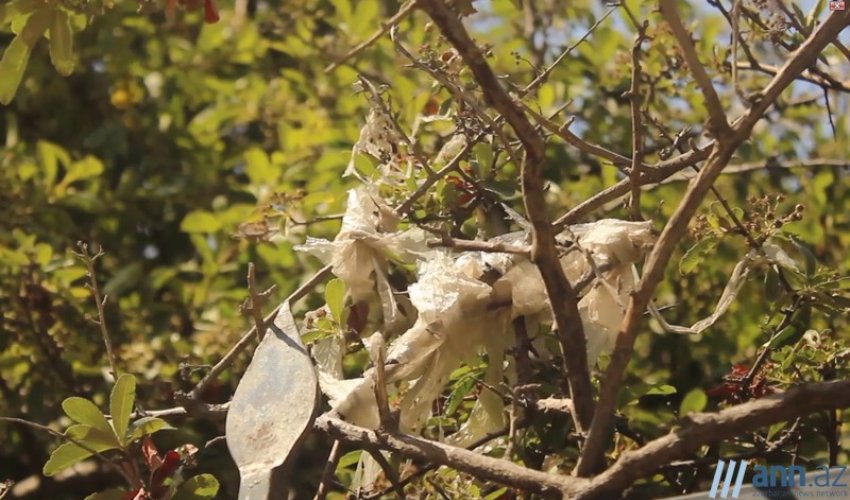 OBYEKTİVDƏ: Bizi zəhərləyən torbalar - ANN.TV