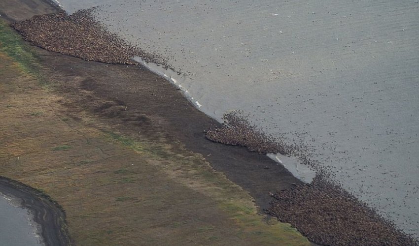 Alaska's coast filled with thousands of WALRUS coming ashore