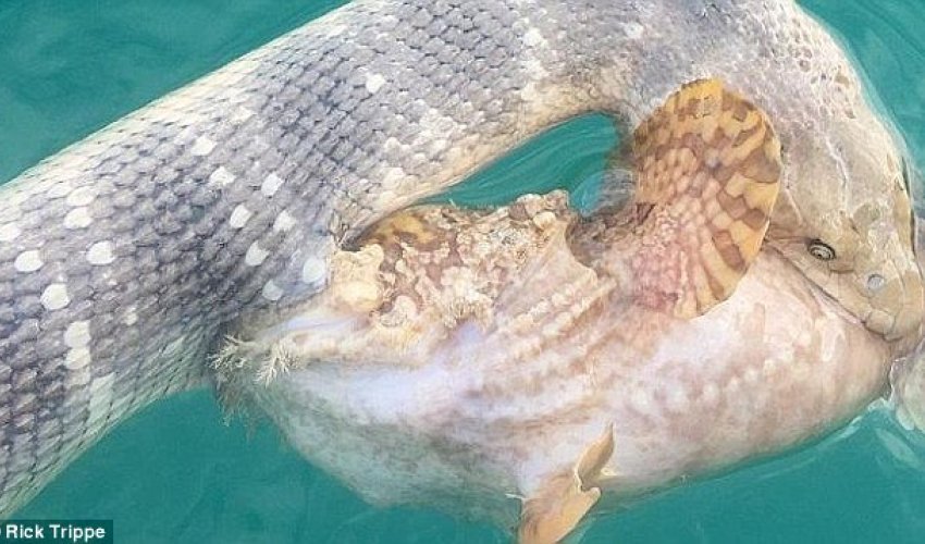 Moment a venomous sea snake and deadly stonefish locked jaws in a fight to the death