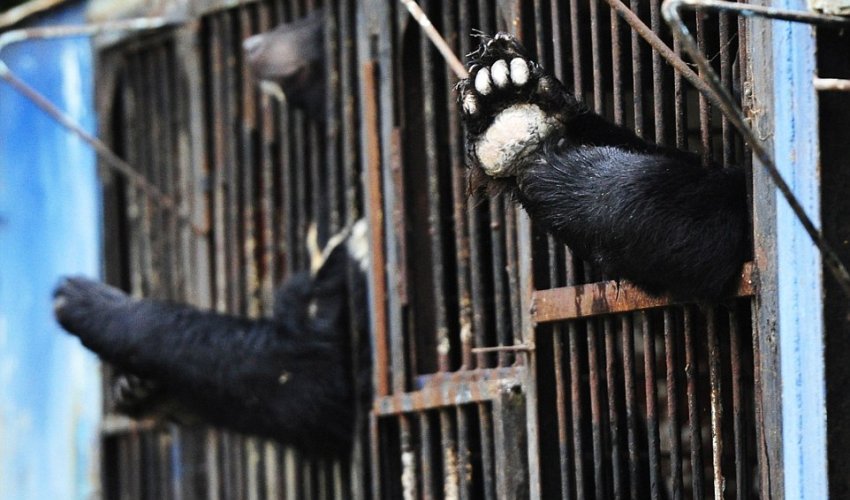 Heartbreaking pictures show battle to rescue stranded bears from flooded Russian zoo