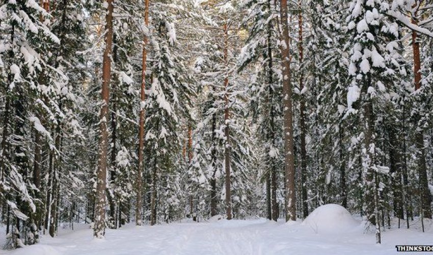 Earth's trees number 'three trillion'