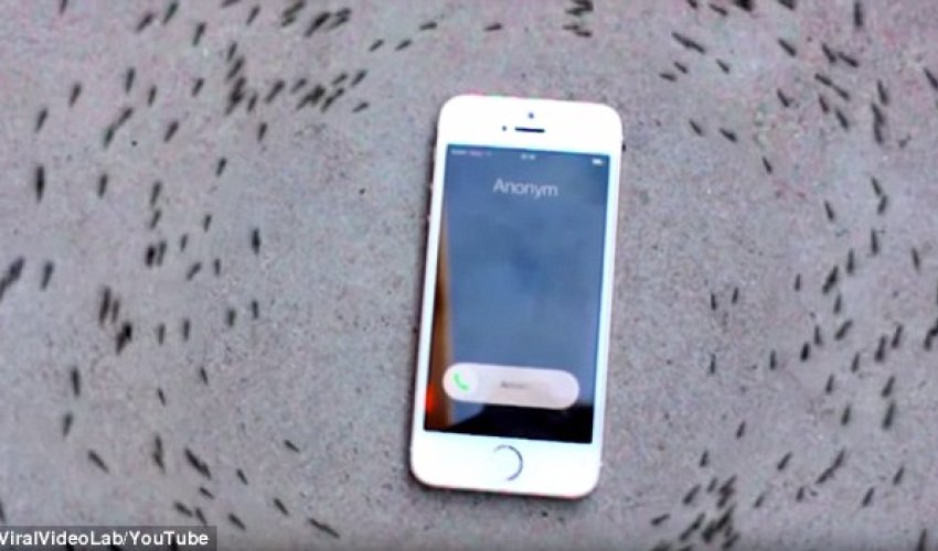 Can you control ANTS with your iPhone?