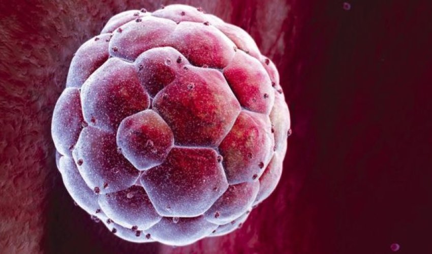 GM embryos 'essential', says report