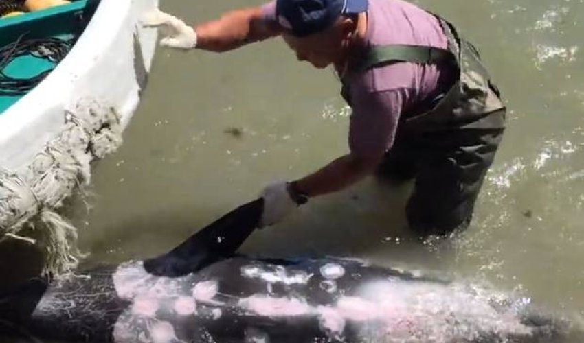 Video captures dolphin trying to escape hunters during Taiji cove slaughter