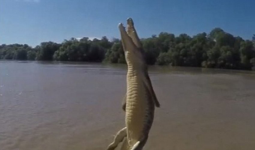 Crocodile wiggling its ENTIRE body out of the water is the creepiest thing you'll see today