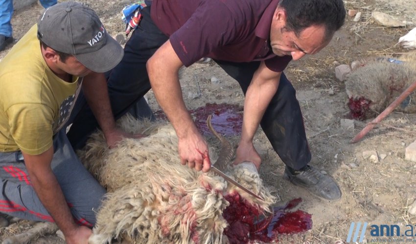 OBYEKTİVDƏ:Bakıda qurbanlıq heyvanları necə kəsdilər?