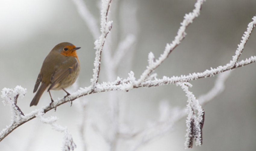 Azərbaycanda ilk qar - FOTOLAR