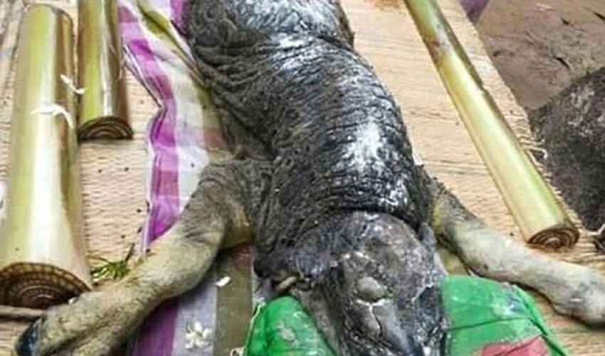 Hybrid between a crocodile and a buffalo terrifies villagers