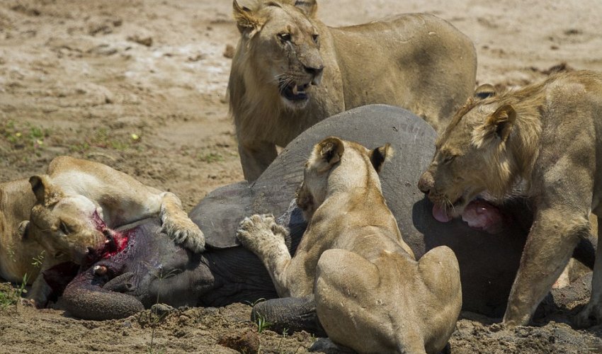 The brutal moment a young elephant calf is separated from its herd and .... The brutal moment a young elephant calf is separated from its herd and ....