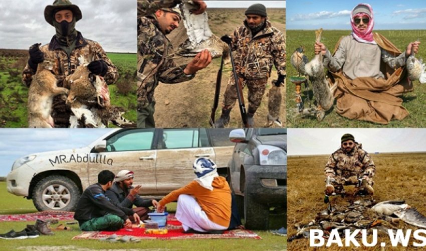 Varlı ərəb şeyxlərinin Azərbaycanda ov macəraları davam edir Varlı ərəb şeyxlərinin Azərbaycanda ov macəraları davam edir
