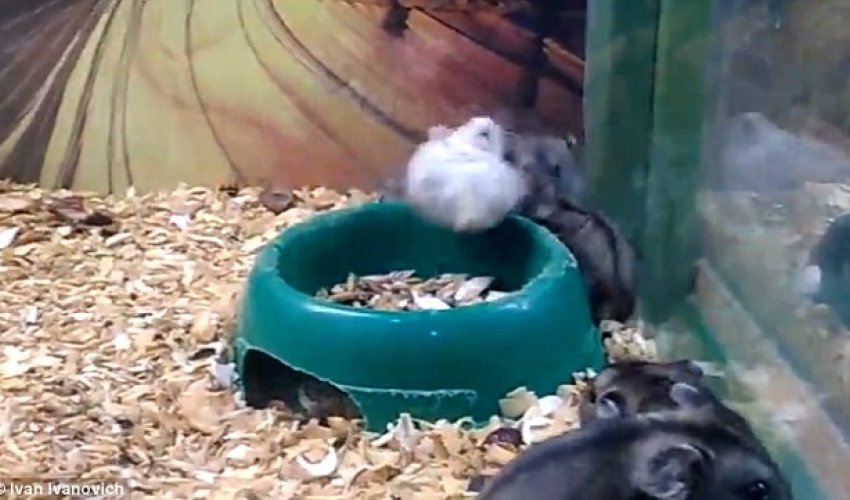 The hamster who doesn't need a wheel