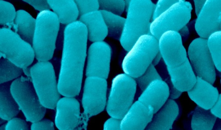 Bacteria 'TALK' to each other Bacteria 'TALK' to each other