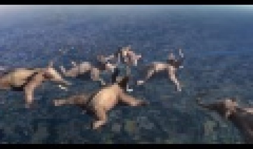 MÜXTƏLİF: Heyvanlar adrenalin istəyərlərsə... - ANN.TV MÜXTƏLİF: Heyvanlar adrenalin istəyərlərsə... - ANN.TV