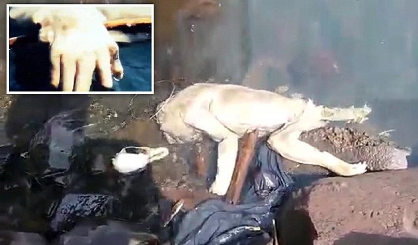 Does this clip show the corpse of a feared Chupacabra 'vampire'?
