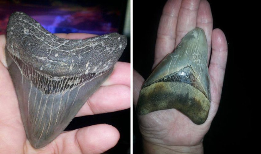 Massive super-sized dinosaur teeth wash ashore on beaches