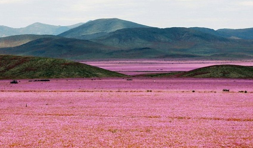 When rain falls on the world's driest desert